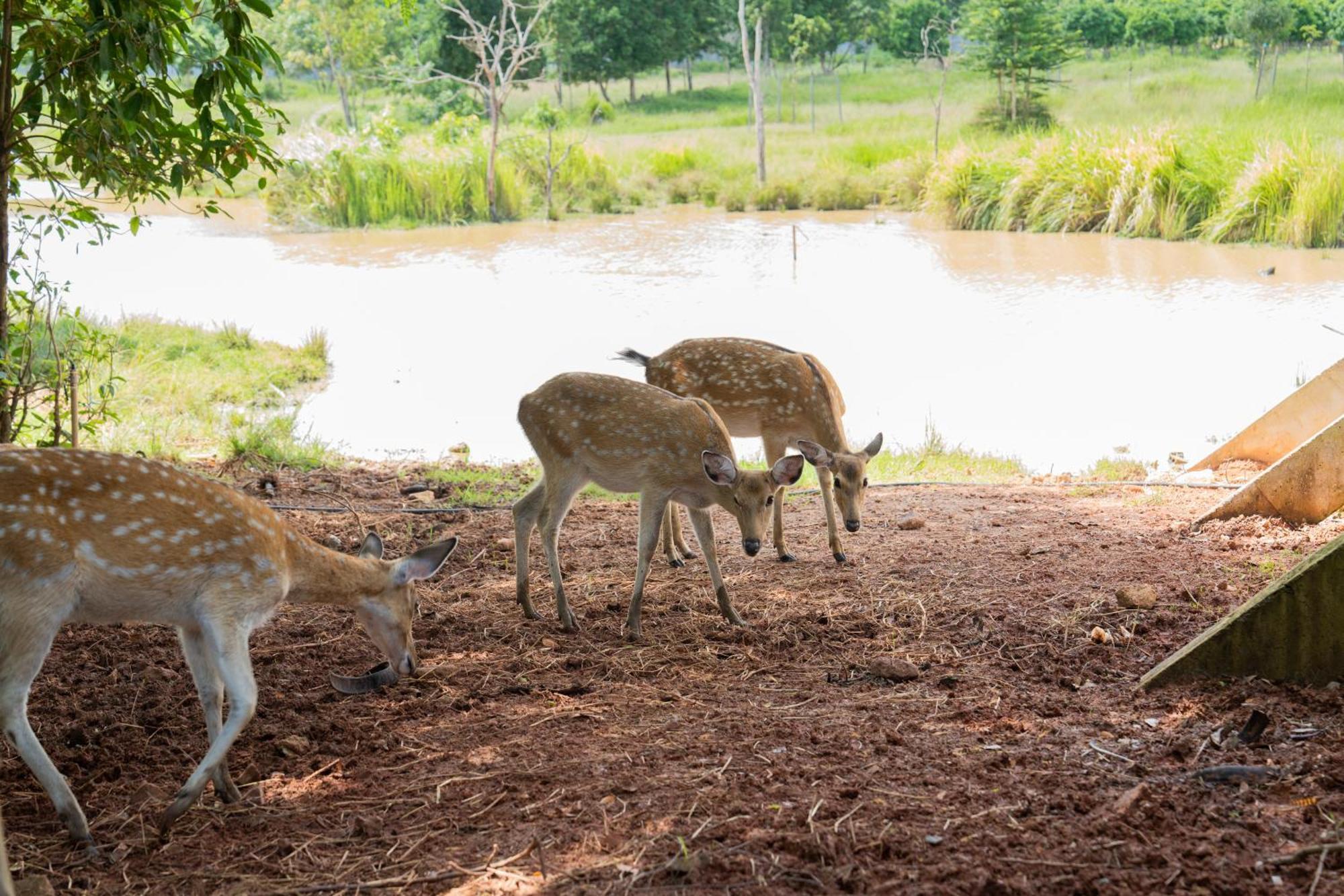 Phum Domnak Domrey Resort Chambok ภายนอก รูปภาพ